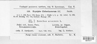 Golovinomyces cichoracearum image